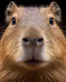 Capivara