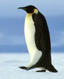 Pingüinos