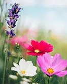 Lente