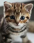 Kittens