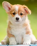 Puppy