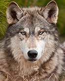 Wilki