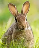 Bunnies
