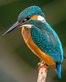 Pássaros