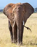 Elephants
