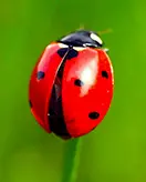 Coccinelles