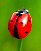 Biedronki