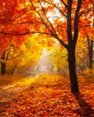 Herfst
