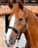 Horses