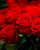 Rozen