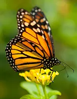 Butterflies