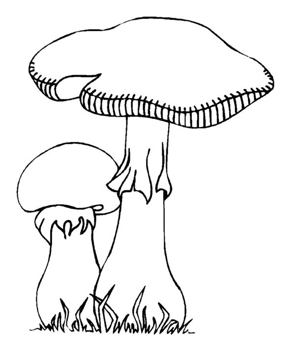 Fall Two Mushrooms Coloring Page