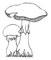 Fall zwei Pilze