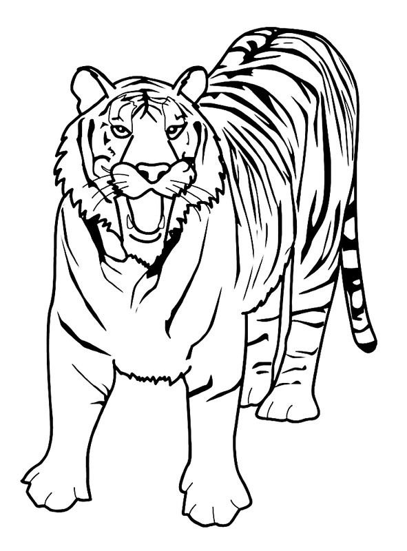 Standing Tiger Coloring Page