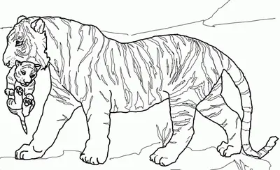Tiger, der ein Baby trägt