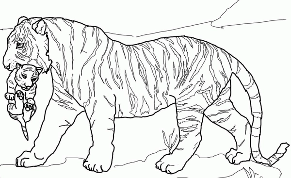 🖍️ Tiger, Der Ein Baby Trägt - Kostenlose Ausmalbild Zum Ausdrucken ...