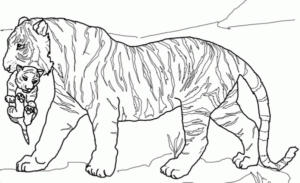 Coloriage Tigre portant son bébé
