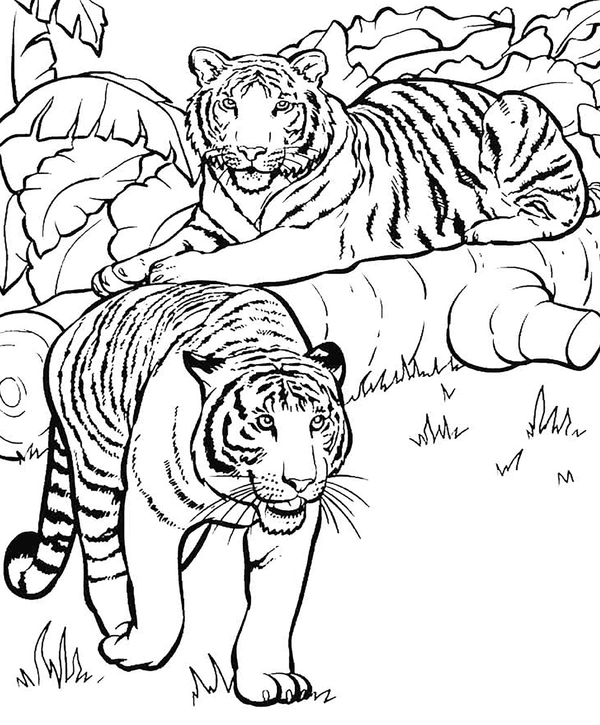 Two Tigers Coloring Page