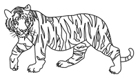 Schreitender Tiger