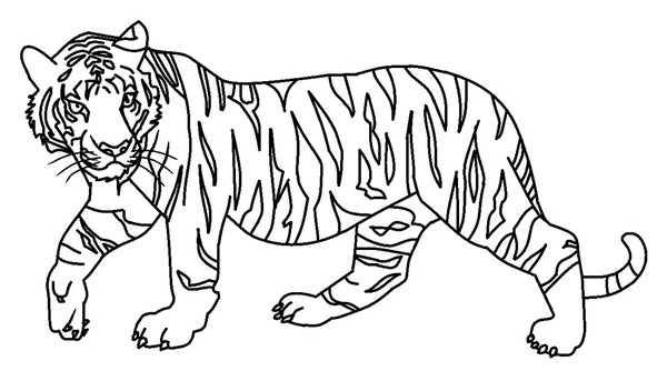Dibujo para Colorear Tigre andante