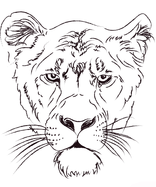 Dibujo para Colorear Cabeza de león hembra