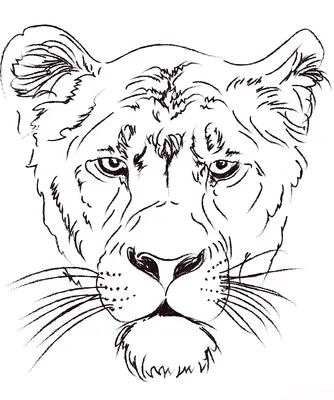 Tête de lion femelle