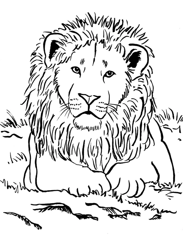 Löwe auf Gras liegend Ausmalbild