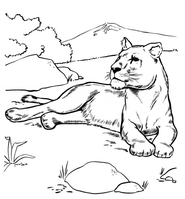 Lying Female Lion Coloring Page