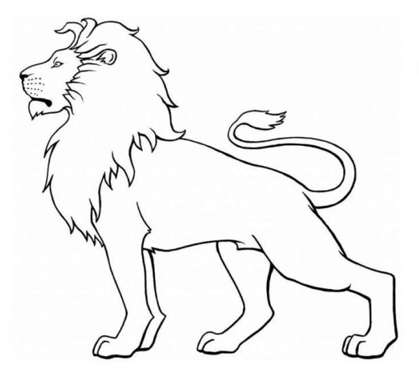 Standing Lion Looking to the Left Coloring Page