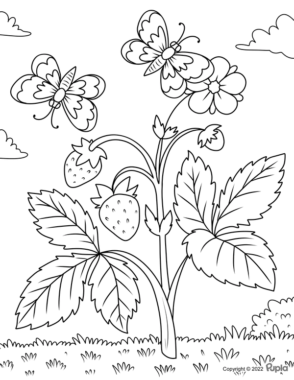 Butterflies with Strawberries Coloring Page