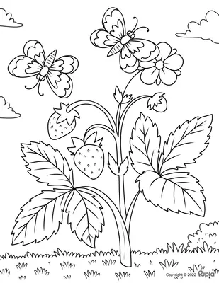 Butterflies with Strawberries