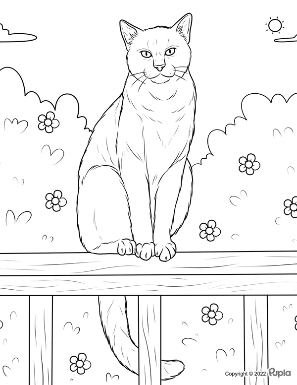 Cat Sitting on Bench Coloring Page