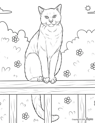Chat assis sur un banc