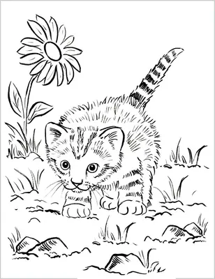 Gato jugando en el jardín
