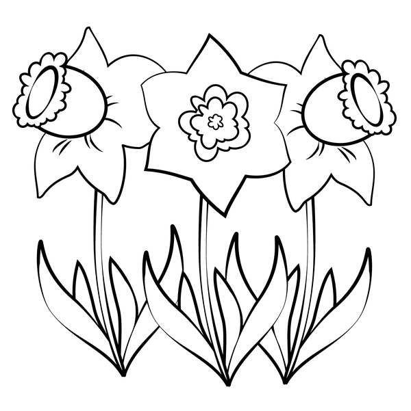 Spring Three Daffodils Coloring Page