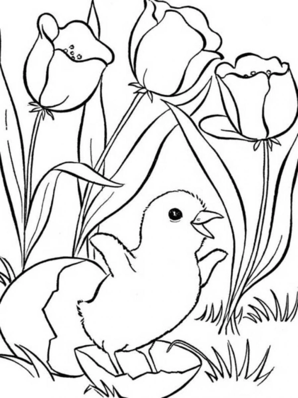 Dibujo para Colorear Pollito de primavera del huevo