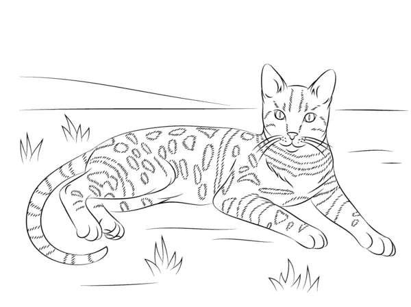 Dibujo para Colorear Gato Tigre Mentiroso