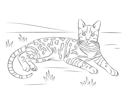 Kat Tijger Liggend