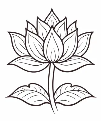 Lotus Flower