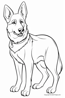 Beau berger allemand