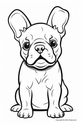 Mignon bouledogue français