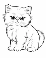 Lindo gato persa