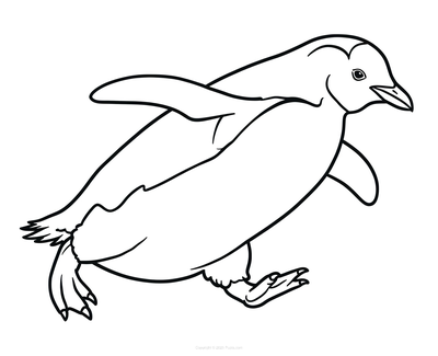 Pinguïn Rennen