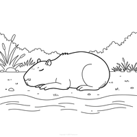 Capibara slapend langs de rivier