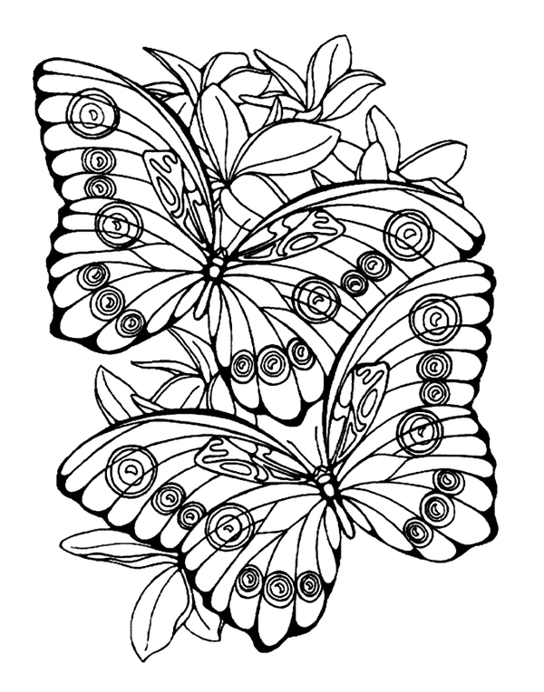 Dibujo para Colorear Pareja de mariposas