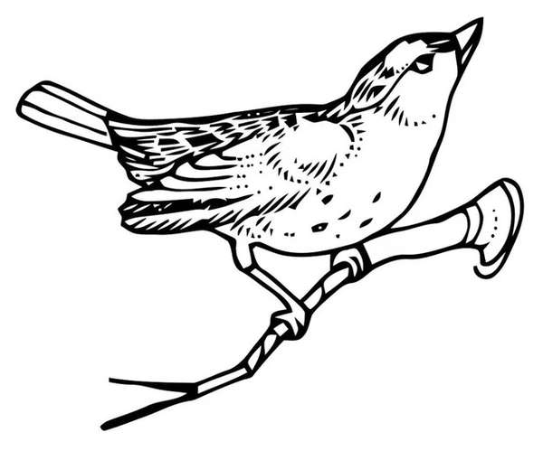 Dibujo para Colorear Pájaro en rama
