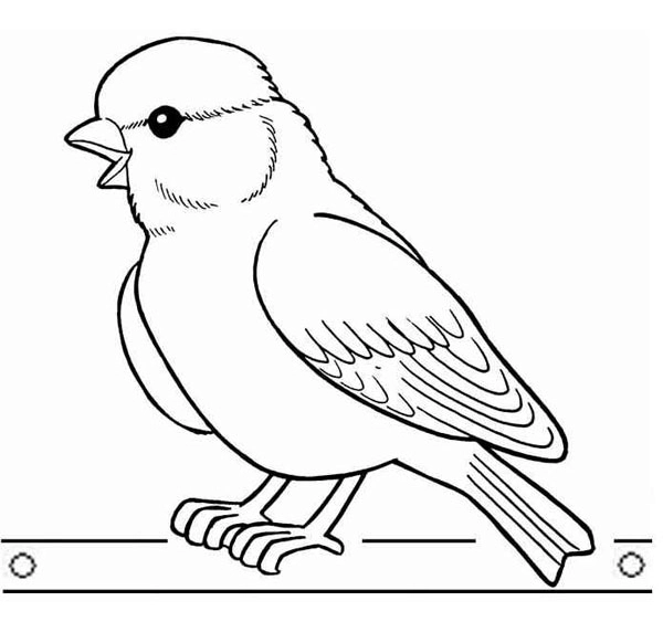 Dibujo para Colorear Aves Camachuelo