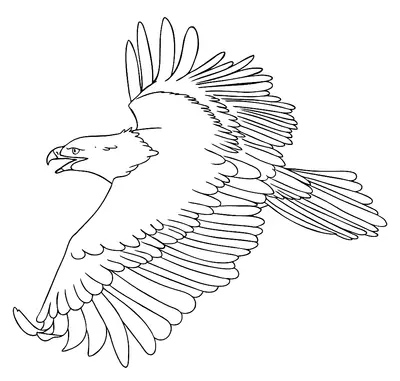 Vogels Vliegende Adelaar
