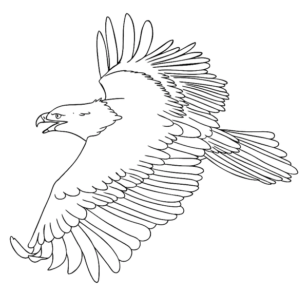 Coloriage Oiseaux Aigle en vol