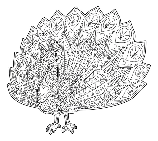 Birds Peacock Detailed Coloring Page